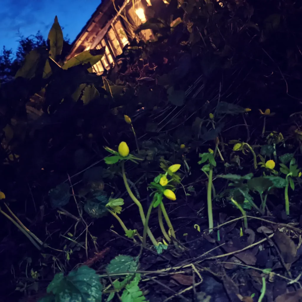 Foto von kleinen gelben Blumen vor altem Bauernhaus. Aufnahme abends und nur Blumen von Taschenlampe angeleuchtet.