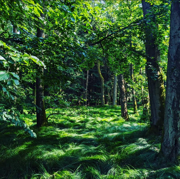 Foto von Wald mit mossbedeckten Boden